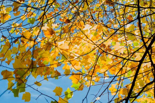 bright yellow leaves against the blue sky, autumn natural leaf fall in october, High quality photo