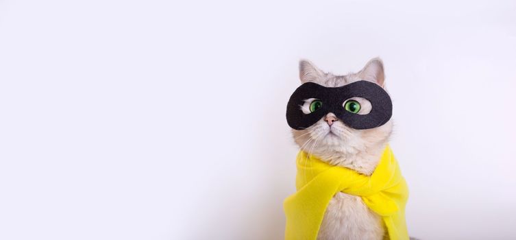 Wide banner with cute white cat in a black mask and yellow cape look up , on white background. Copy space. Close up