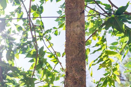 Green branches wrap a concrete pillar against the sky background