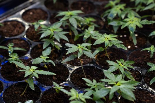 Closeup seedlings, cannabis seedling in a soil-filled planting tray. Indoor farm for gratifying cannabis plant cultivation result. Grow facility for cannabis plantation for medicinal cannabis product.