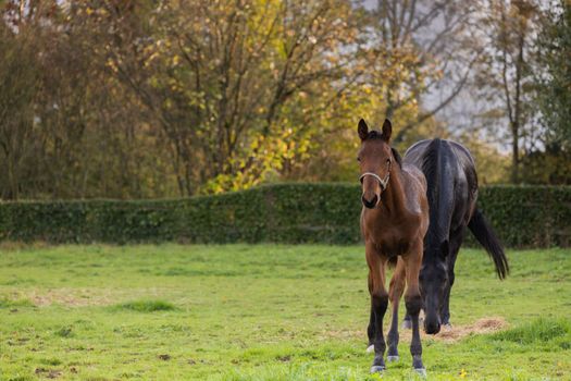 Mare and her beautiful foal. Horse with foal. Horse close-up photo