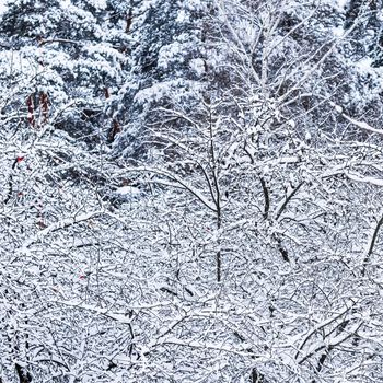 Fluffy snow-covered trees branches, nature scenery with white snow and cold weather. Snowing landscape, winter holiday concept
