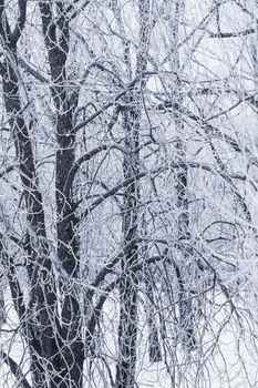 Background of tree branches covered with frost. Landscape of nature with white snow and cold weather. Winter holiday concept