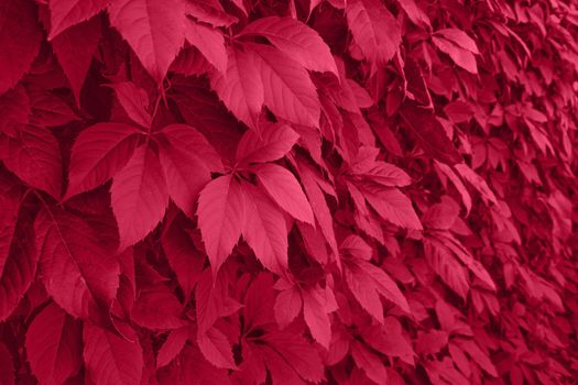 Viva Magenta grape leaves on the wall close-up. Wild grapes monochrome background. Color of the year 2023. High quality photo