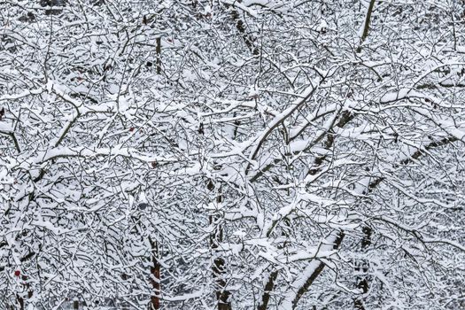 Fluffy snow-covered trees branches, nature scenery with white snow and cold weather. Snowing landscape, winter holiday concept