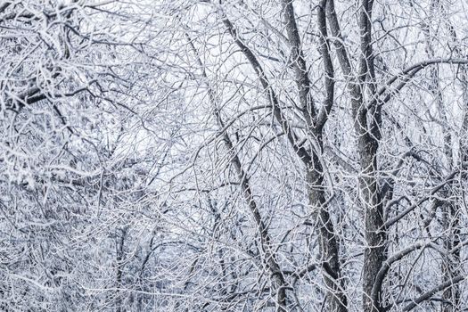 Background of tree branches covered with frost. Landscape of nature with white snow and cold weather. Winter holiday concept