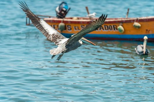 Peru - September 21, 2022: A pelican flies over the ocean near fishing boats. 