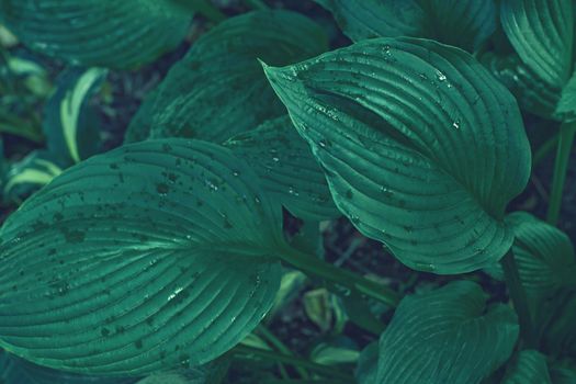 Hosta sieboldiana green leaf texture. Leaves texture background. Creative layout of green leaves. Nature background. High quality photo