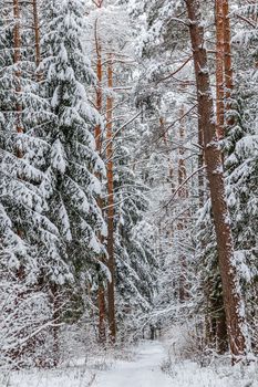 Lovely winter forest. Trees and bushes covered in snow. Ski track on a snow-white road