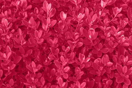 Viva magenta color leaf texture, nature monochrom background. Color of the year 2023. High quality photo