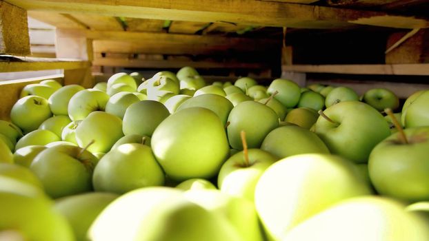 close-up, wooden containers, boxes, baskets filled to the top with large green delicious apples at fruit processing plant, warehouse. fresh picked apple harvest on farm. High quality photo