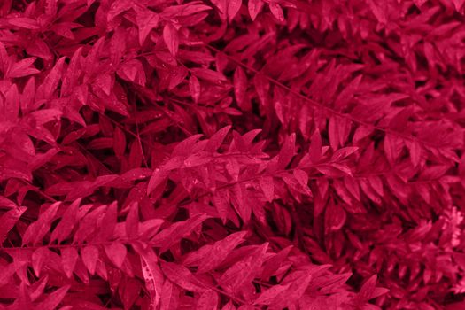 Viva magenta color leaf texture, nature monochrom background. Color of the year 2023. High quality photo