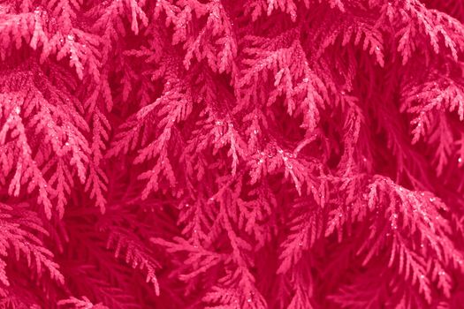 Viva magenta color leaf texture, nature monochrom background. Color of the year 2023. High quality photo
