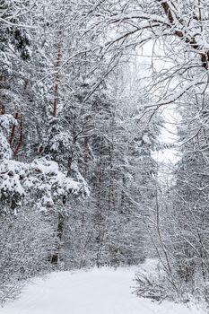 Lovely winter forest. Trees and bushes covered in snow. Ski track on a snow-white road