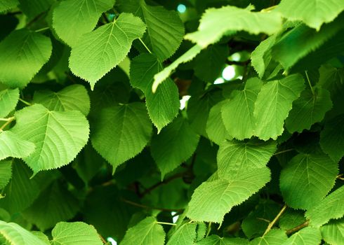 Green leaf texture. Leaves texture background. Creative layout of green leaves. Nature background. High quality photo