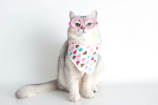 Funny white cat sits on a white background, with a triangular neckerchief in hearts and pink glasses. Copy space