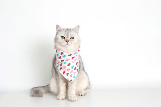 A white cat sits on a white background, with a triangular neckerchief. Copy space