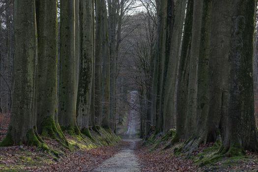 Path in autumn forest. Calm Fall Season. Beautiful Landscape With Road In Autumn Forest