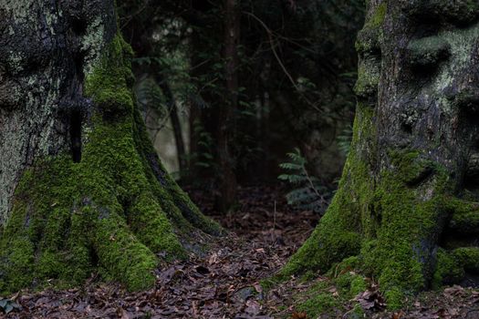 Forest floor in autumn. Green moss growing on tree roots