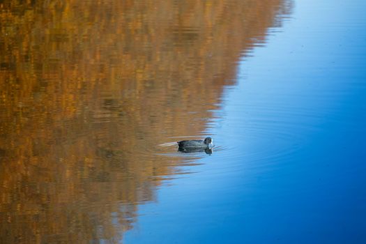 Beautiful Common Eurasian Coot fulica atra swimming in pond