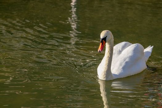 Beautiful white swam swimming in the pond. Portrait of a beautiful swan