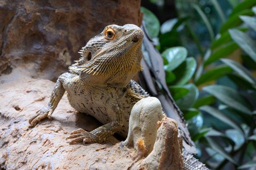 Close up image of Inland Bearded Dragon (Pogona vitticeps)