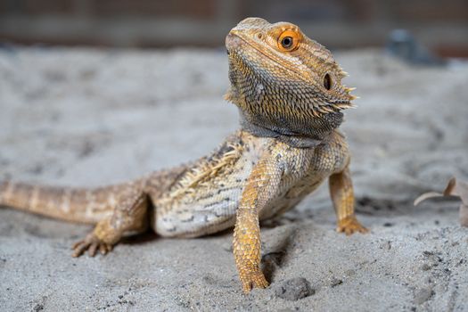 Close up image of Inland Bearded Dragon (Pogona vitticeps)