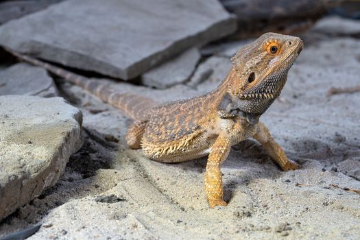 Close up image of Inland Bearded Dragon (Pogona vitticeps)