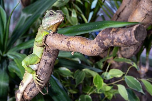 Close up image of Thai water dragon (Physignathus cocincinus)