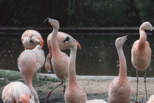 A photo of a beautiful scene of a flock of big pink flamingos looking for food