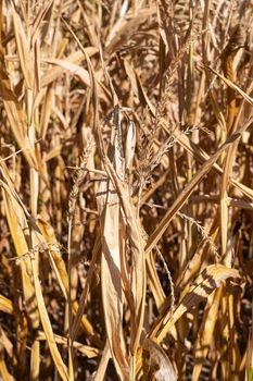 Close up image of withered corn plants, aridity in Germany