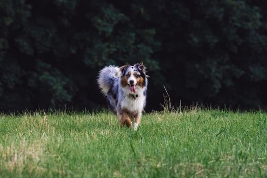 Active, smile and happy dog outdoors in grass park on sunny summer day