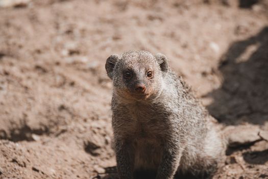 A close up shot of a beautiful golden mongoose