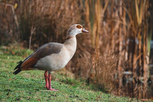 Portrait of Beautiful nile goose standing near lake. Beautiful Egyptian goose