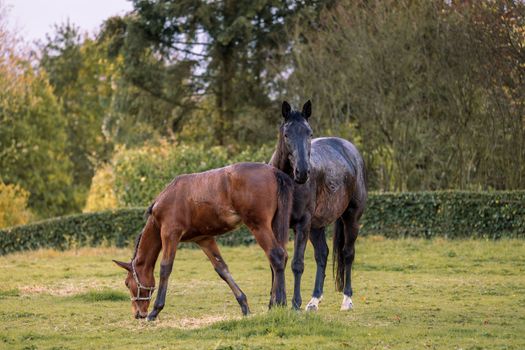 Mare and her beautiful foal. Horse with foal. Horse close-up photo