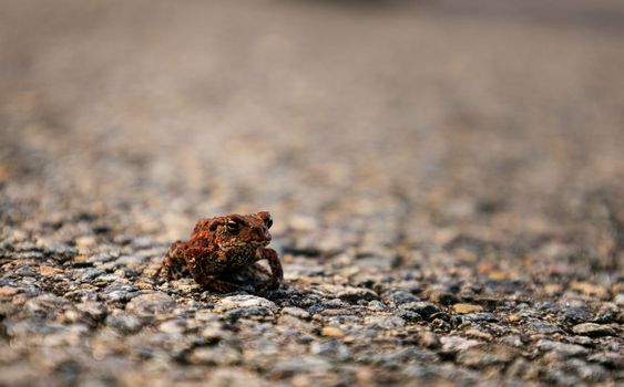 Closeup at Cute Little Frog Sitting on Ground. High-quality photo