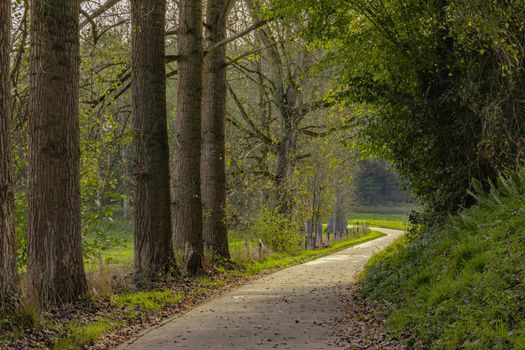 Pathway and beautiful trees track for running or walking and cycling relax in the park