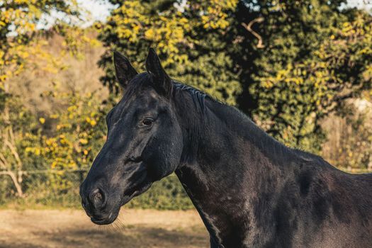 Close up portrait of Head of black horse outdoors