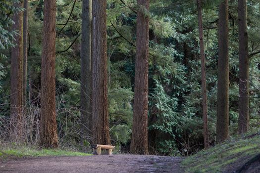 Old rustic wooden bench in forest park with footpath.