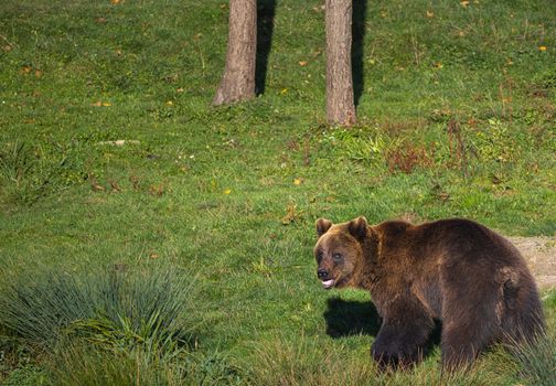 Young brown bear looking back in the meadow in the forest. Brown bear watching over the shoulder