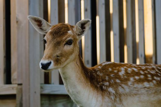 Lovely fallow deer close up. Portrait of Fallow deer.