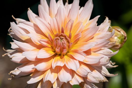 Dahlia (Dahlia), flowers of summer