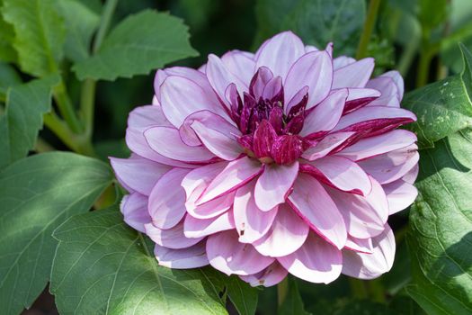 Dahlia (Dahlia), flowers of summer