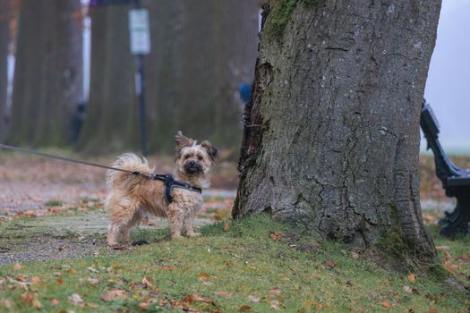 Walking with dog in the park. Curious dog looking in direction of the camera.