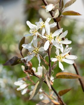 Juneberry (Amelanchier lamarckii), blooms of springtime