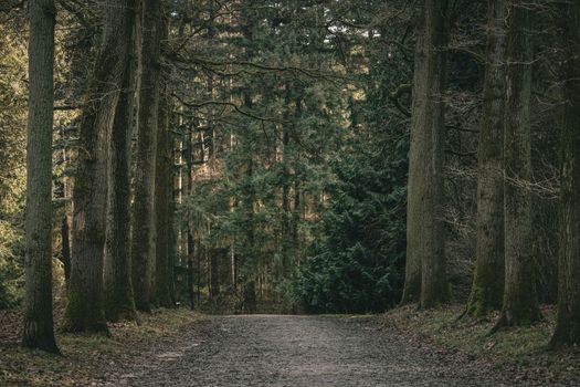 Pathway in the autumn forest. Dirt road in autumn forest. Forest with trail