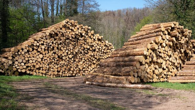 Panoramic image of log piles, forestry in Germany 