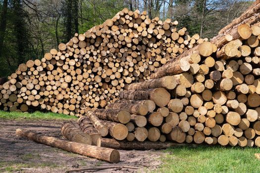 Panoramic image of log piles, forestry in Germany 
