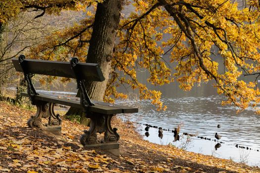 Park bench at the lake. Autumn colors in park