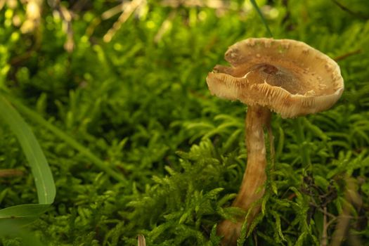 One big yellow mushroom grows in the forest in grass and moss, a clear summer day in the forest